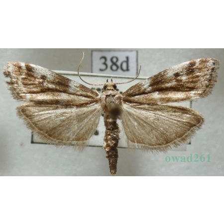 Assara terebrella (Zincken, 1818) Czech38d